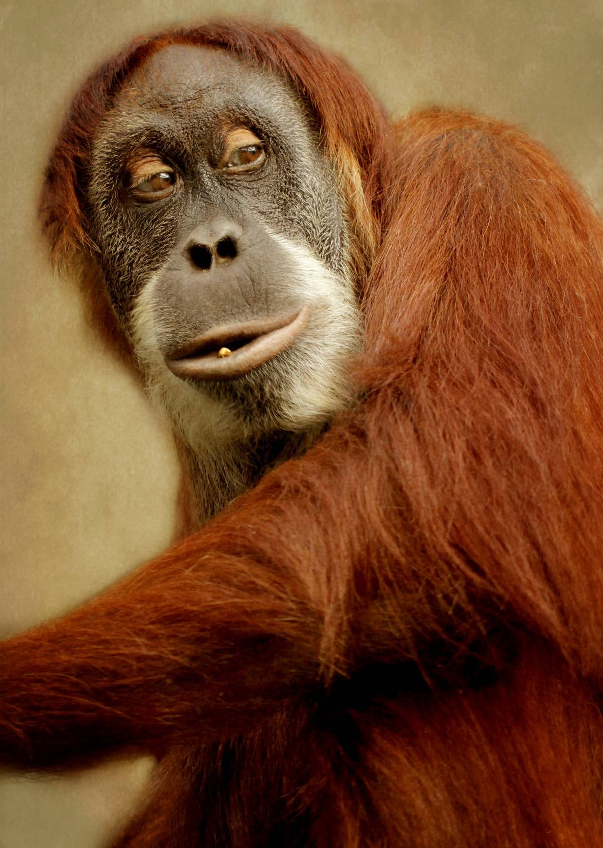 Animals – Bild 13