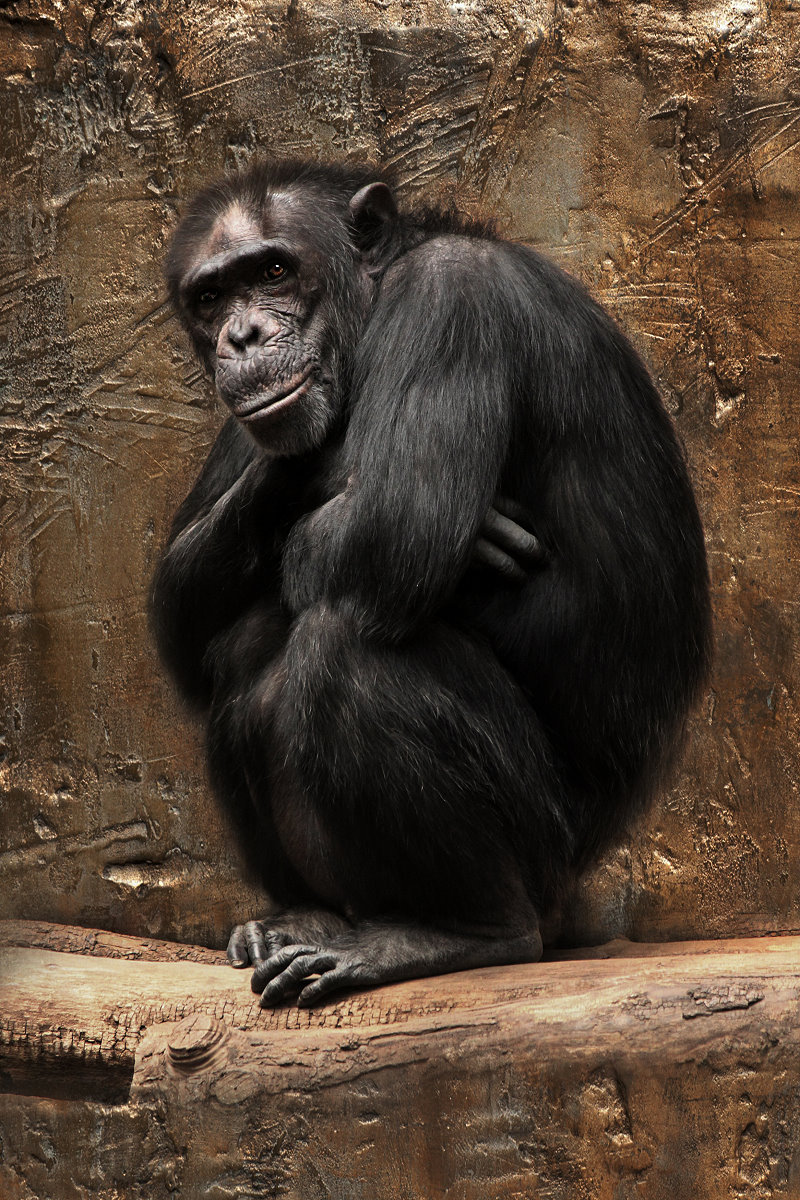 Animals – Bild 17