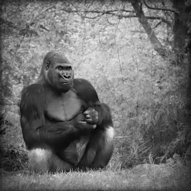 Animals – Bild 22