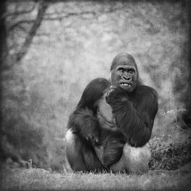 Animals – Bild 21