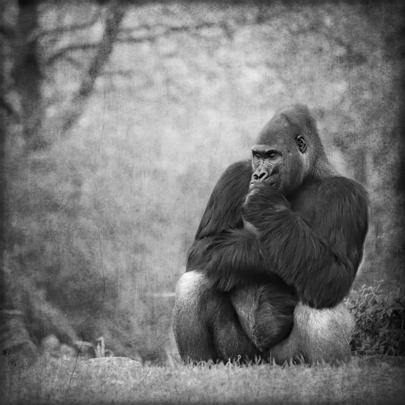 Animals – Bild 20