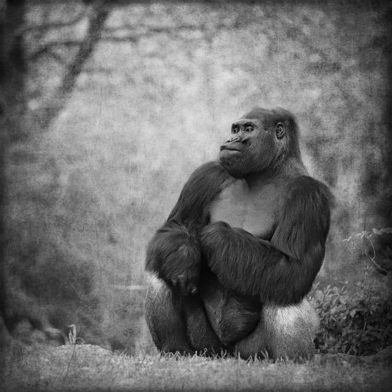 Animals – Bild 19