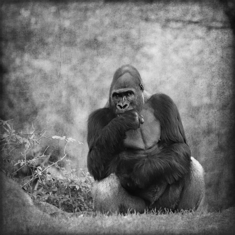 Animals – Bild 23