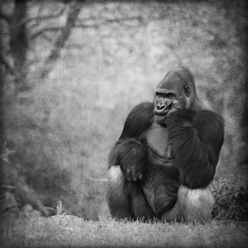 Animals – Bild 24