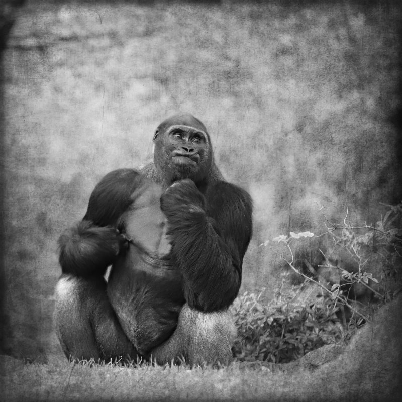 Animals – Bild 25
