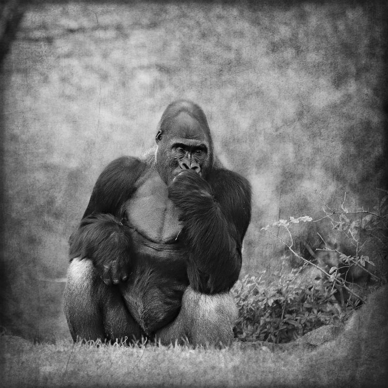 Animals – Bild 26