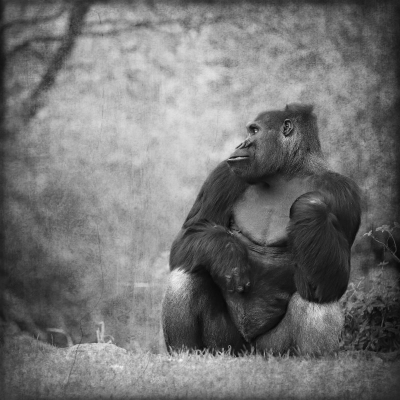 Animals – Bild 27