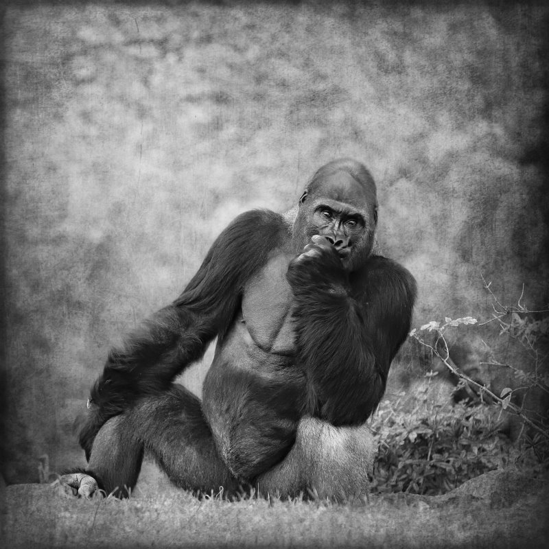 Animals – Bild 28
