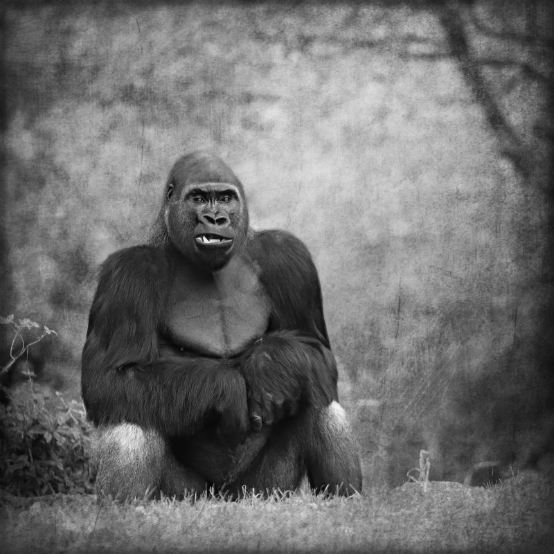 Animals – Bild 29