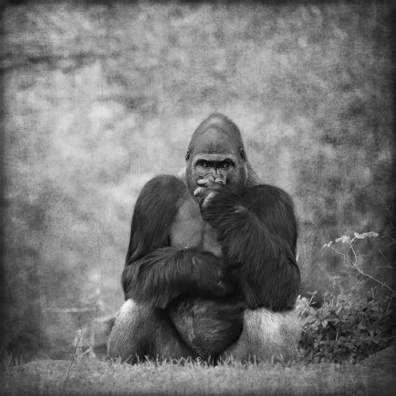 Animals – Bild 18