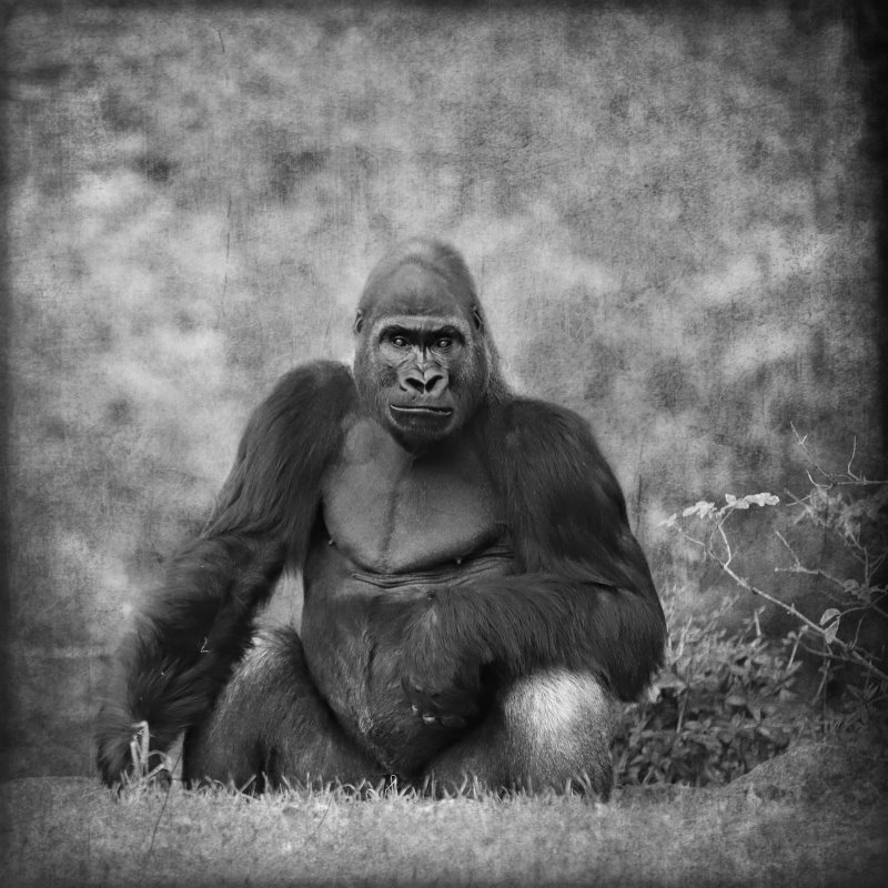 Animals – Bild 30