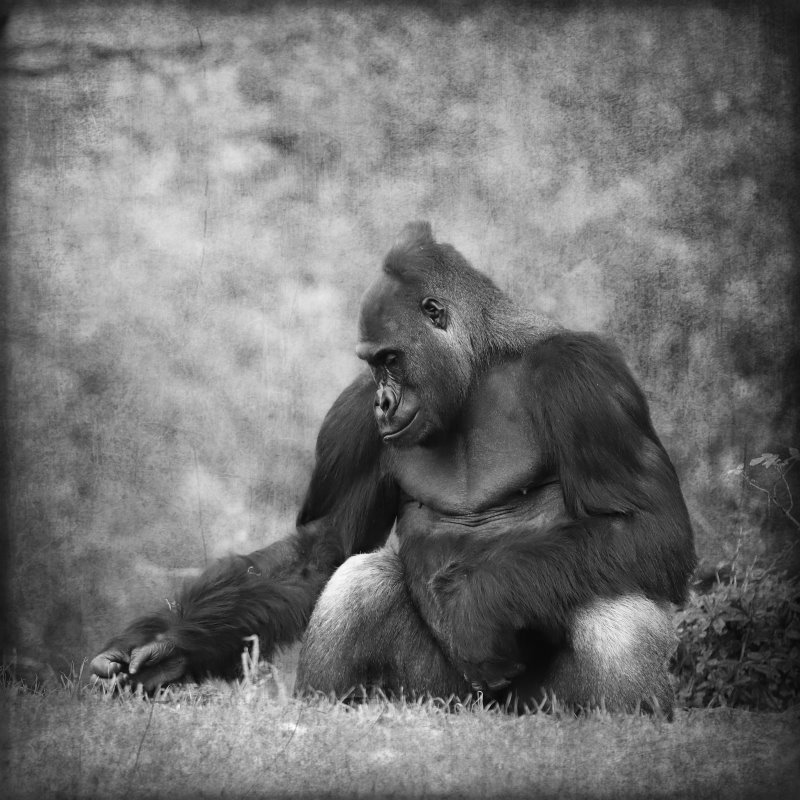 Animals – Bild 31
