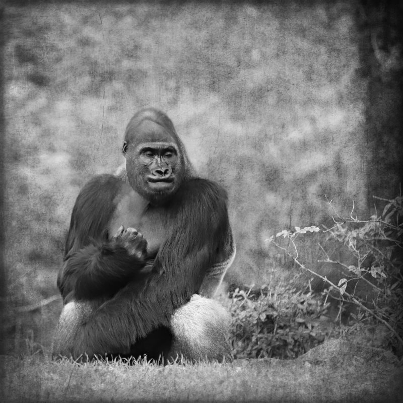 Animals – Bild 32