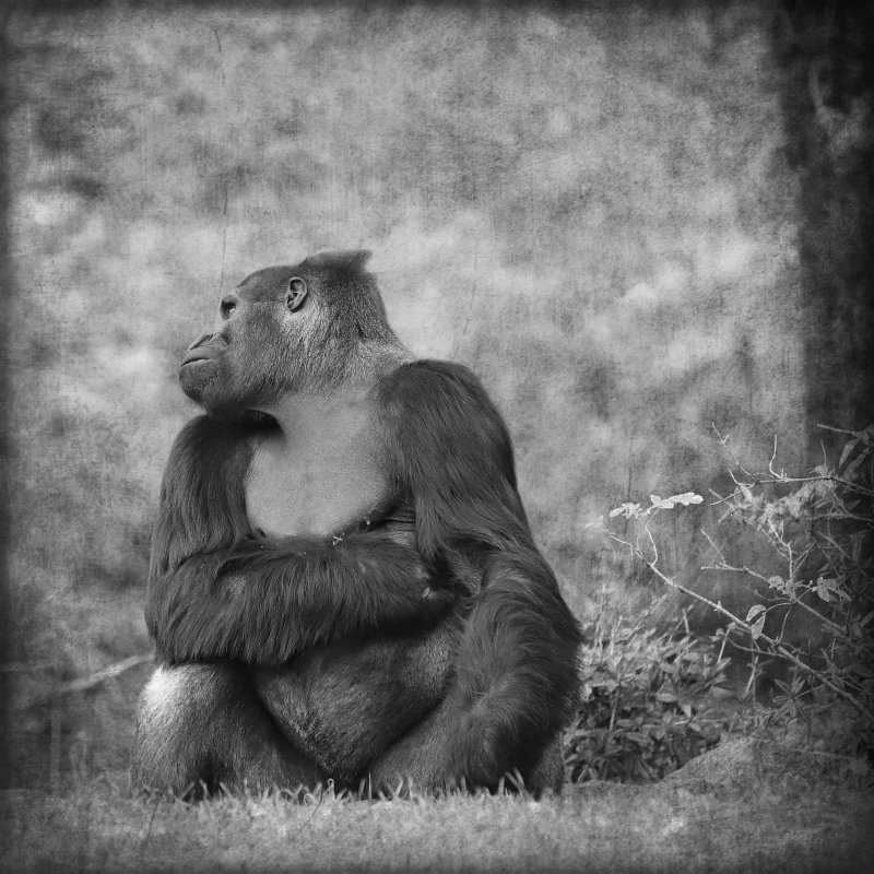 Animals – Bild 33