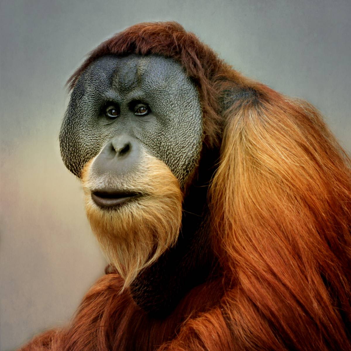 Animals – Bild 14