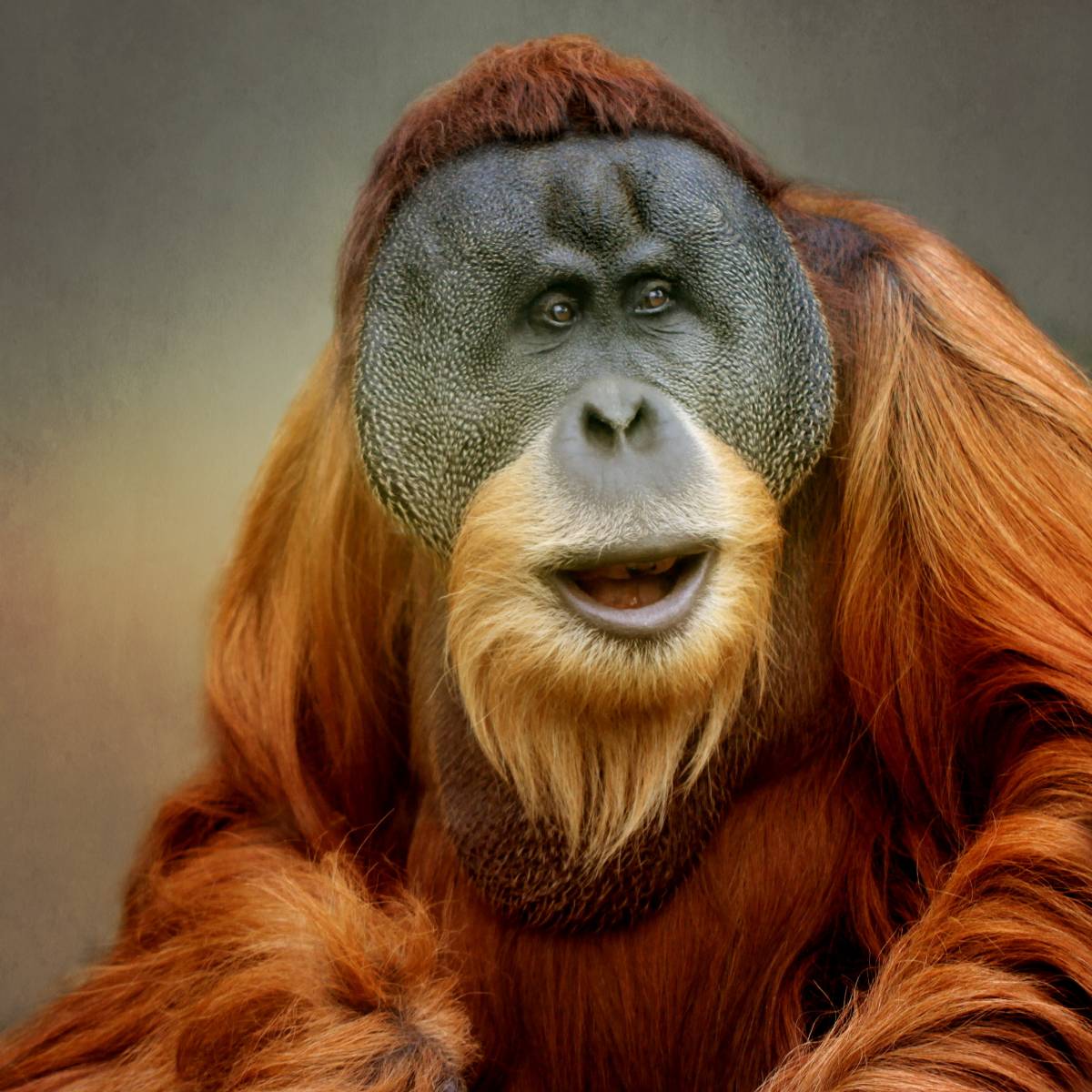 Animals – Bild 15