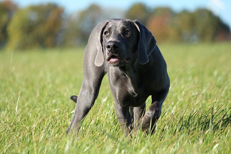 Animals – Bild 2