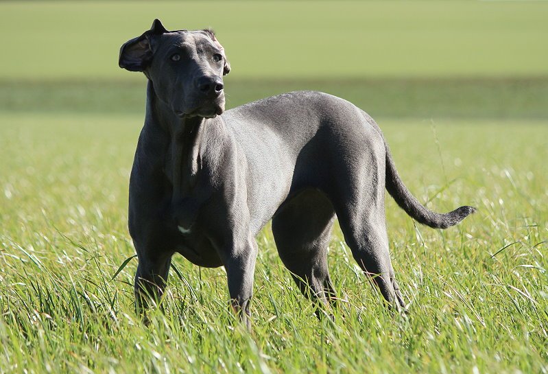 Animals – Bild 5