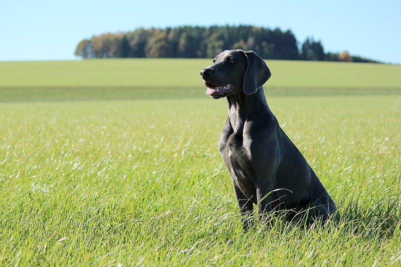 Animals – Bild 7