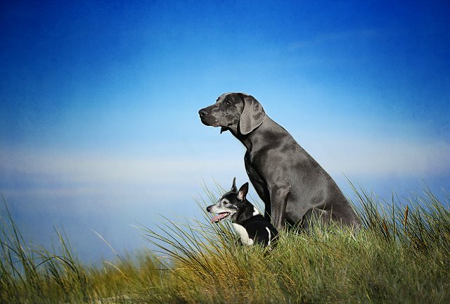 Animals – Bild 11