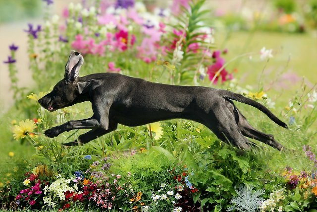 Animals – Bild 10