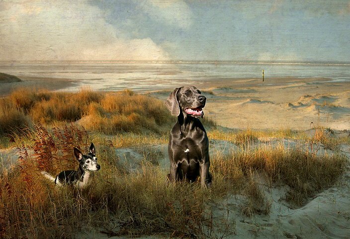Animals – Bild 9