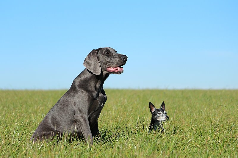 Animals – Bild 12